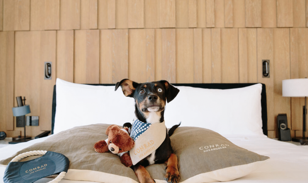 Best Dog Friendly Hotels in Canada