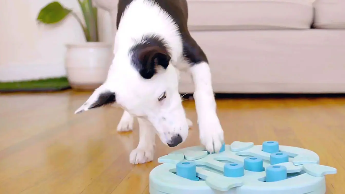 dog playing with a toy - image credit @ pumpkin pet
