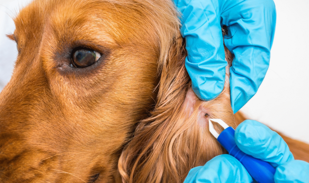 Ticks on Dogs – A Detailed Canadian Guide