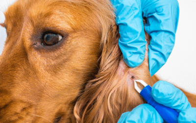Ticks on Dogs – A Detailed Canadian Guide