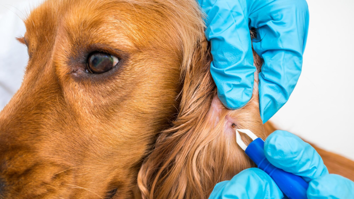 a vet removing ticks on dog - image credit to respective owner