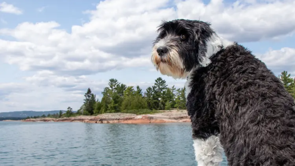 Portuguese Water Dog - image source @ webMD