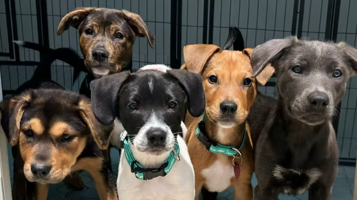 Mixed Breed/Rescue Dogs - image source @ saving hope