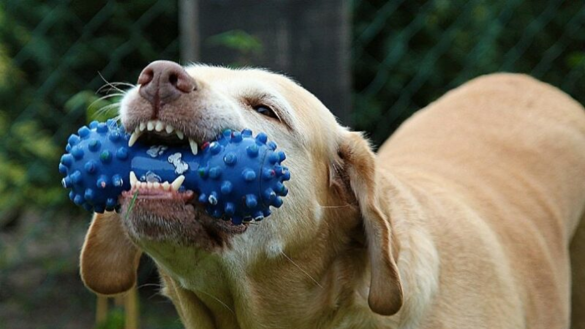 dog playing with a chewy toy - @ image credit to respective owner