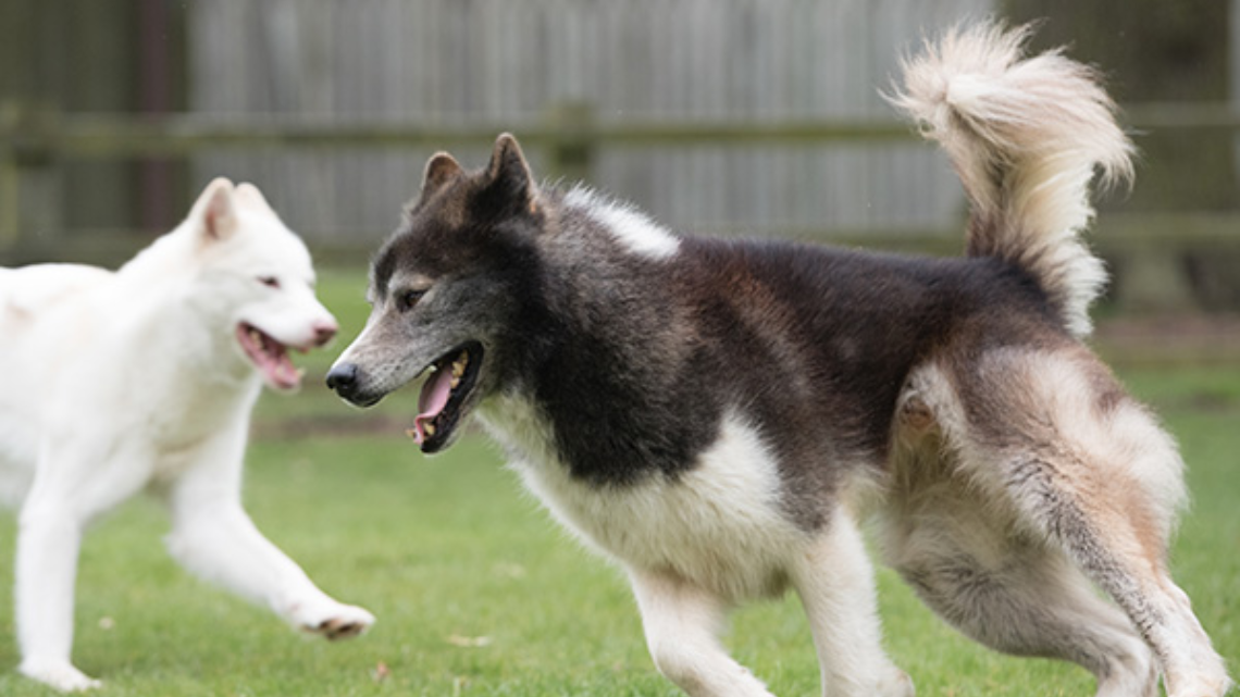 2 Eskimo dogs playing - best dogs for families in Canada - image source: @ American Kennel Club
