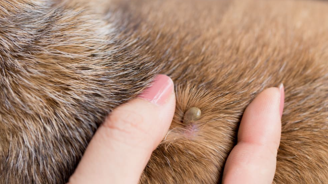ticks on dogs - image credit to respective owner