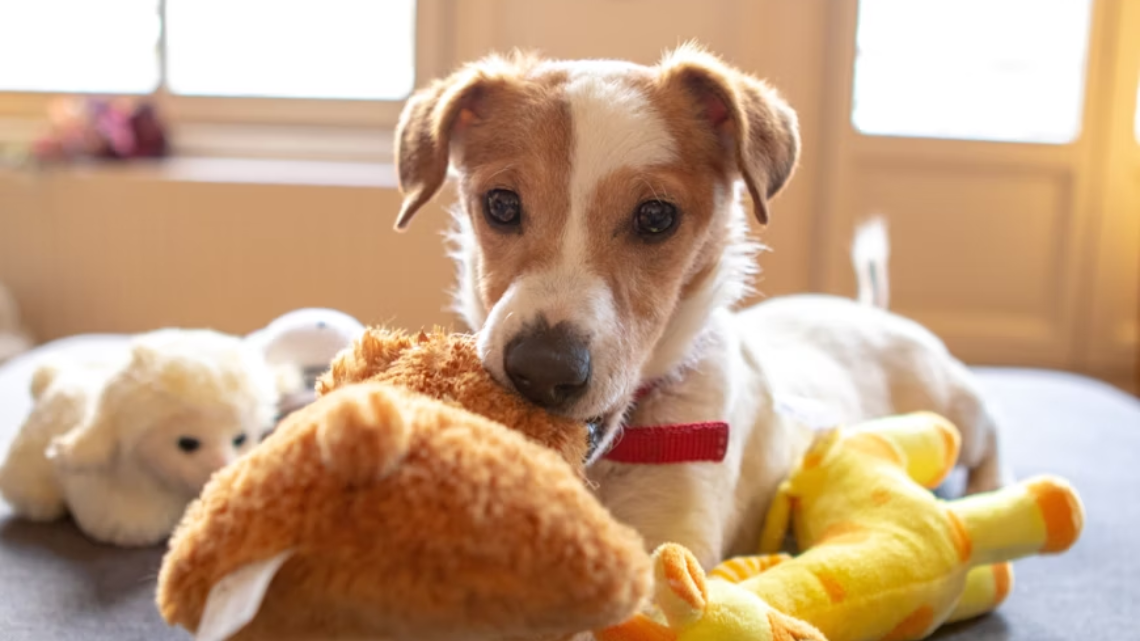 dog playing with a stuff toy - @ image credit to respective owner