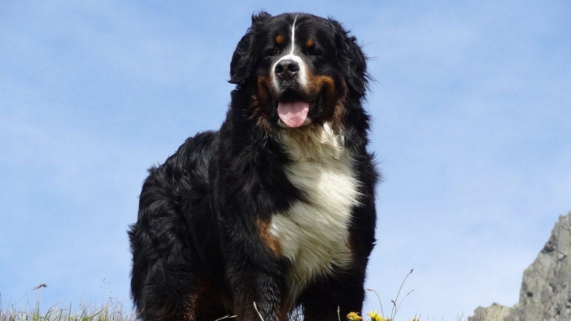 Bernese Mountain Dog - image source @Dogster