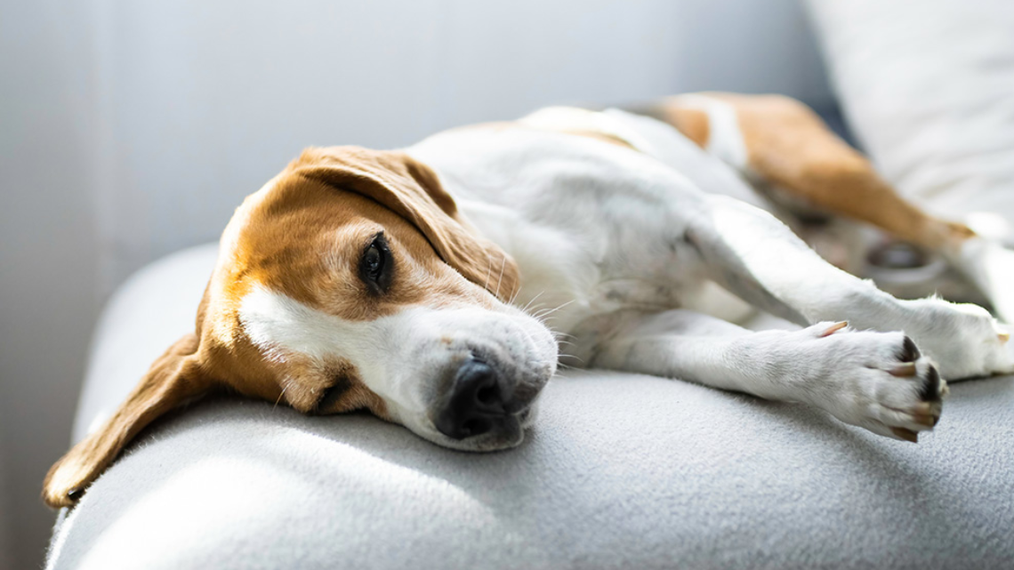 a dog feeling down because of infection