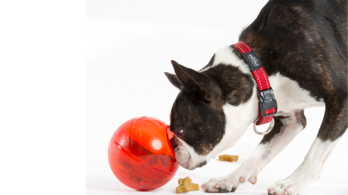 dog playing with a ball - @ image credit to respective owner