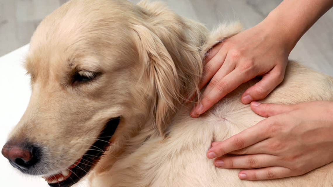 tick on dog removal - image credit to respective owner