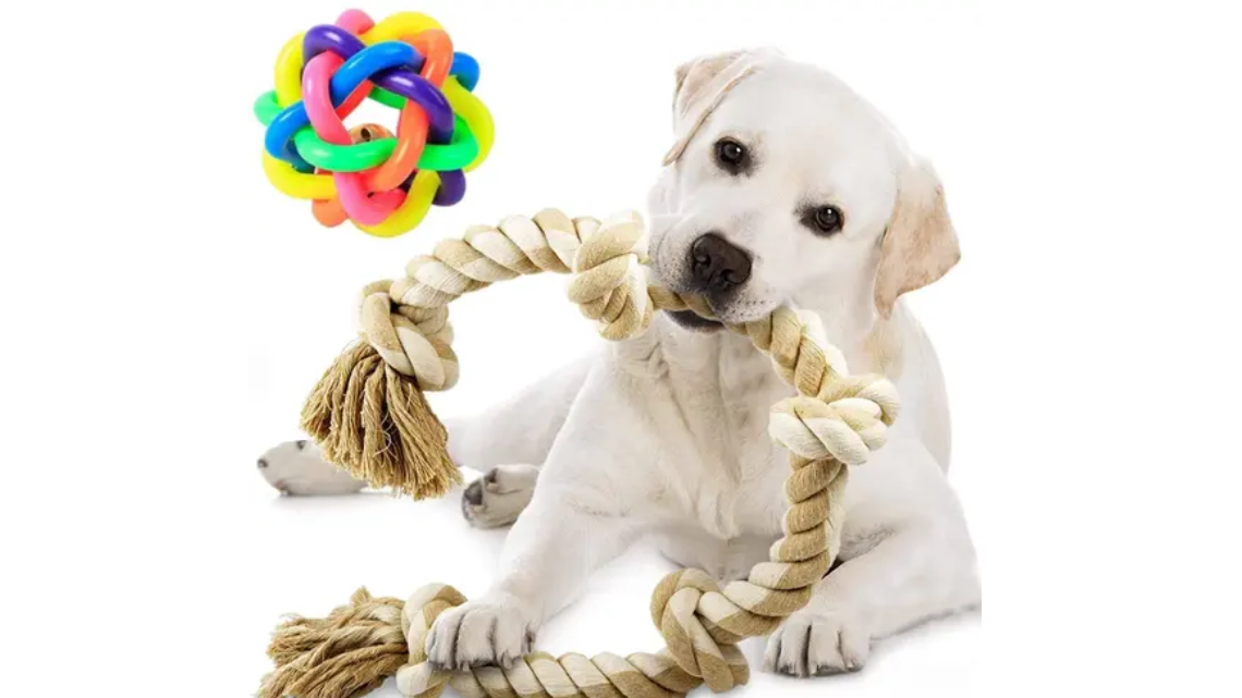 dog playing with a fetch rope toy - @ image credit to respective owner