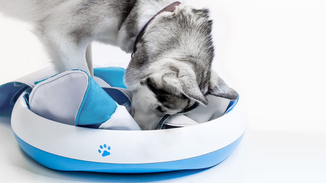 dog playing with blue toy - @ image credit to respective owner