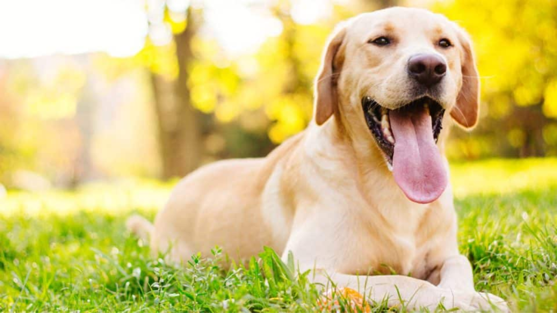 Labrador Retriever - Image source @Rover