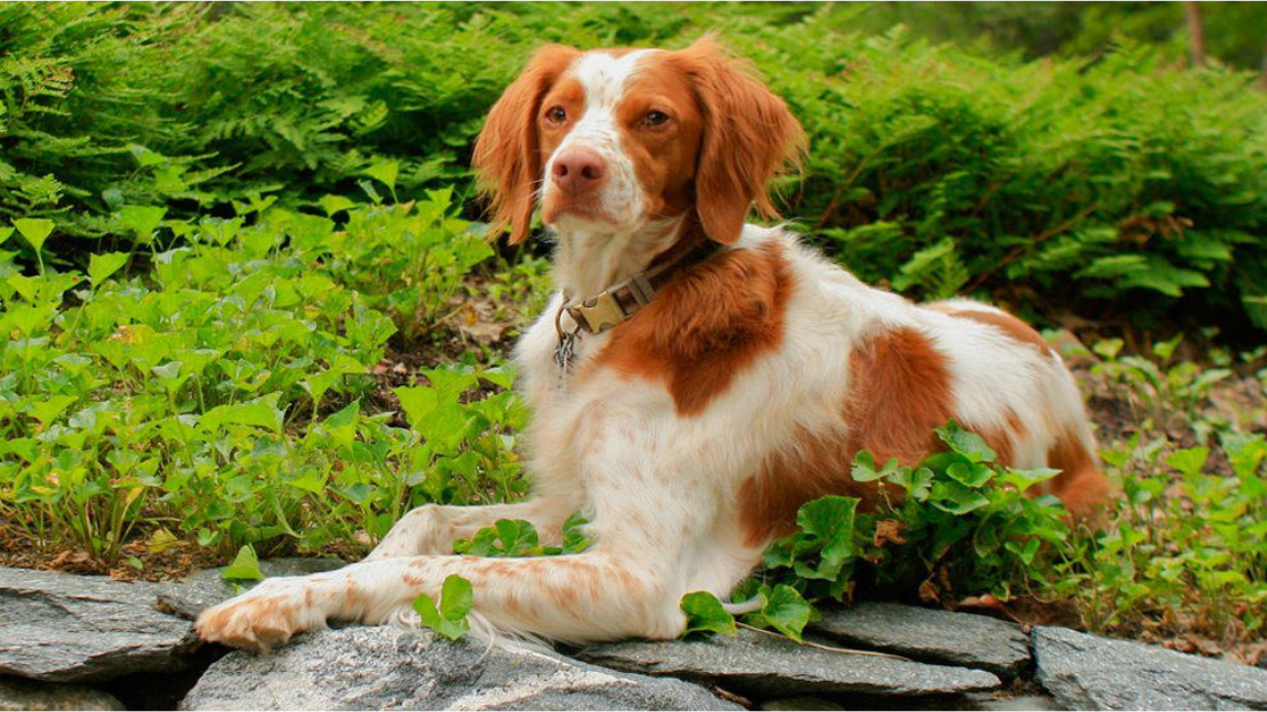 Brittany Spaniel - Image source @Petmoo