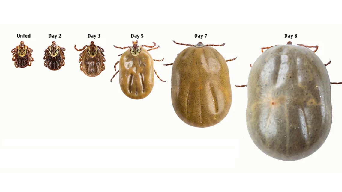 ticks on dogs growth lifecycle