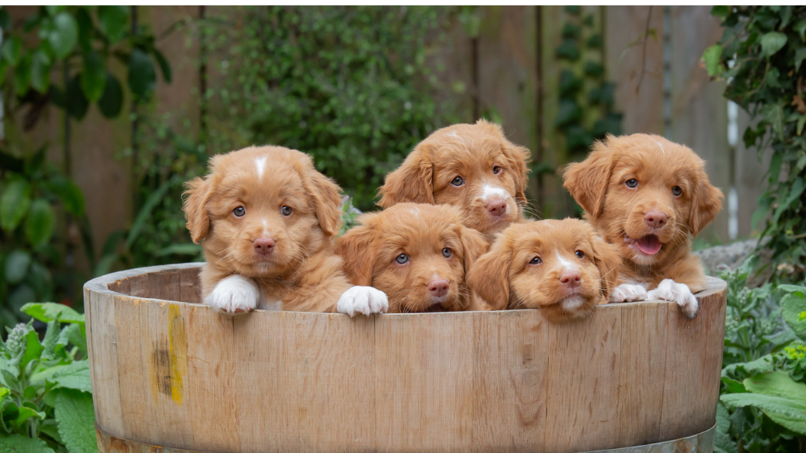 Nova Scotia Duck Tolling Retrievers - Image source @ Retriever Club NZ