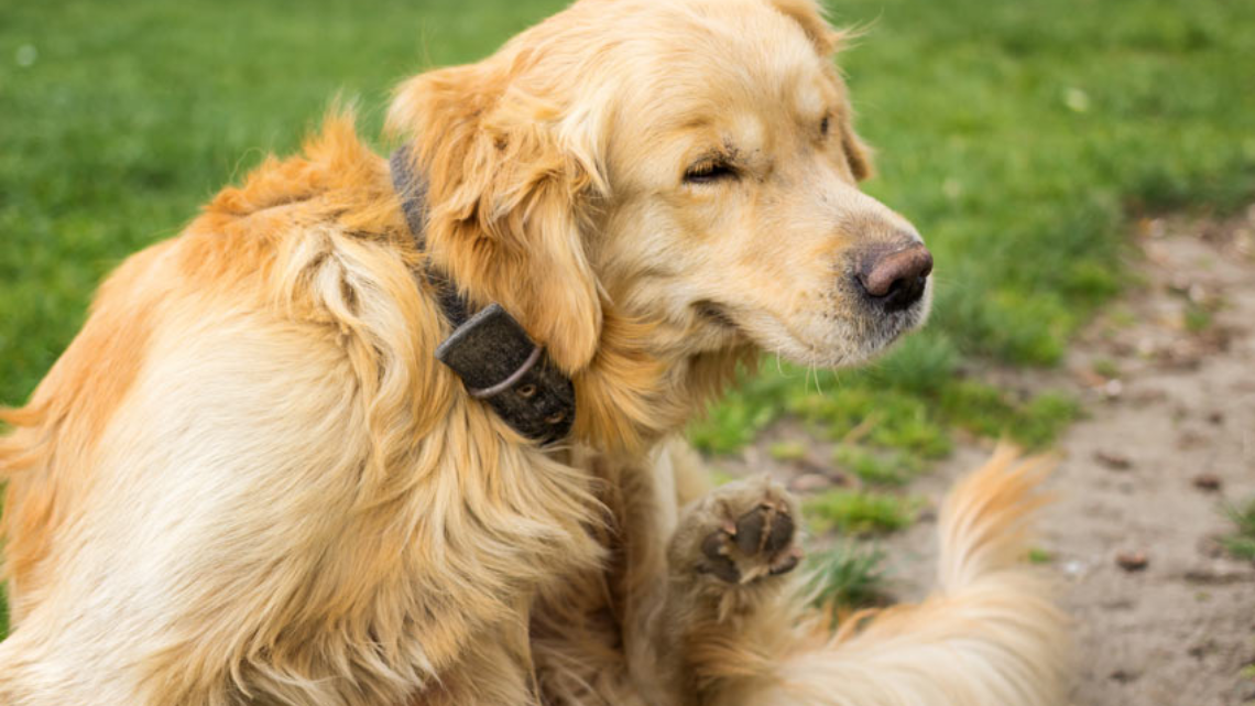 a dog infected with ticks
