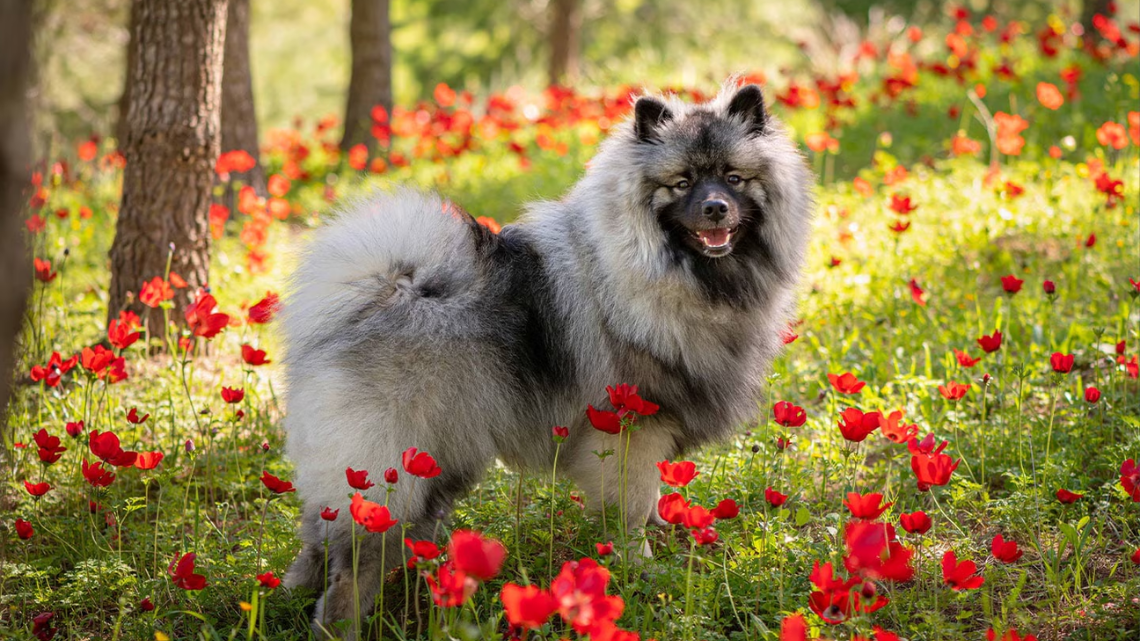 Keeshond dog - image source @chewy