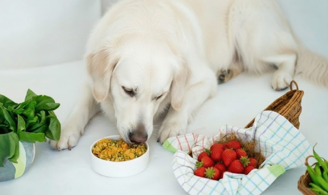Best Healthy Fruits and Veggies Dogs Can Eat