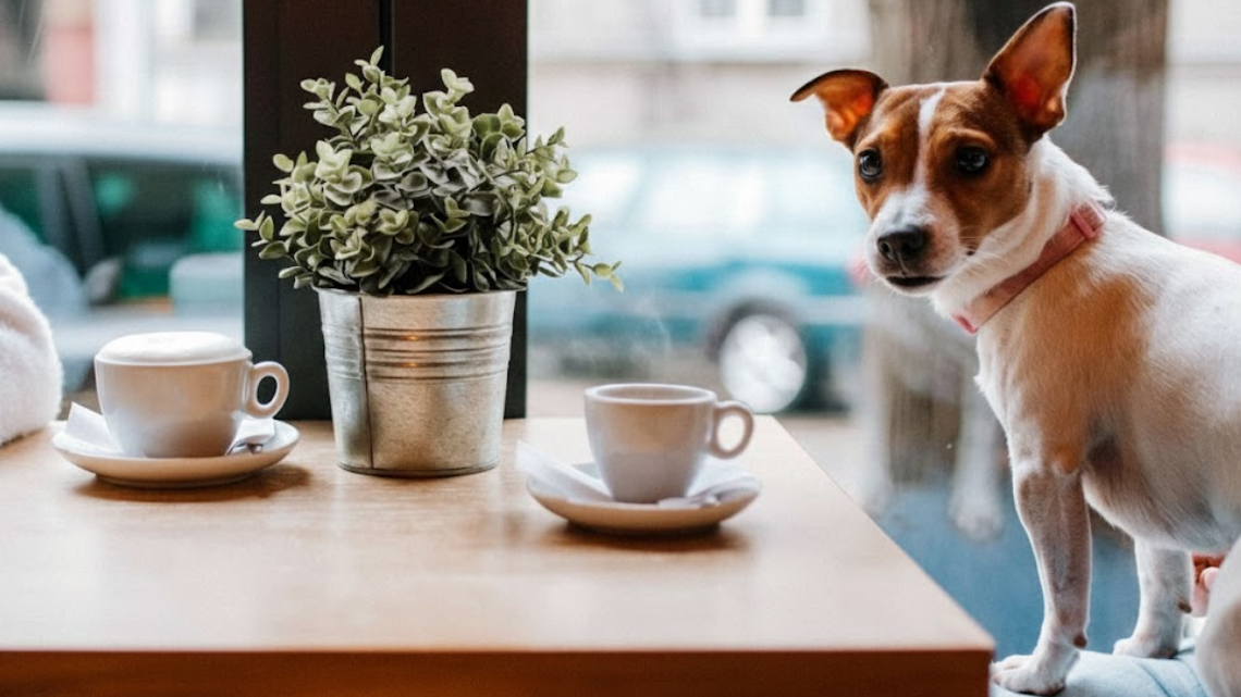 dog-friendly cafe in Toronto