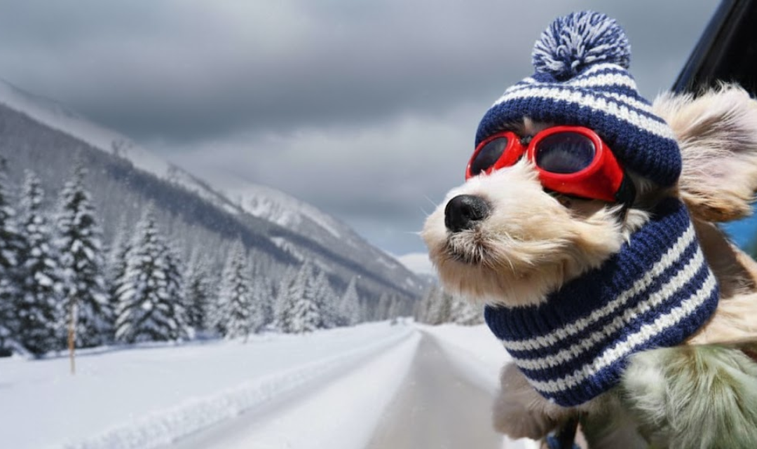 ULTIMATE Dog Winter Holidays Checklist