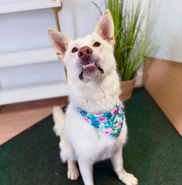 cheecky chops pet salon 768x779