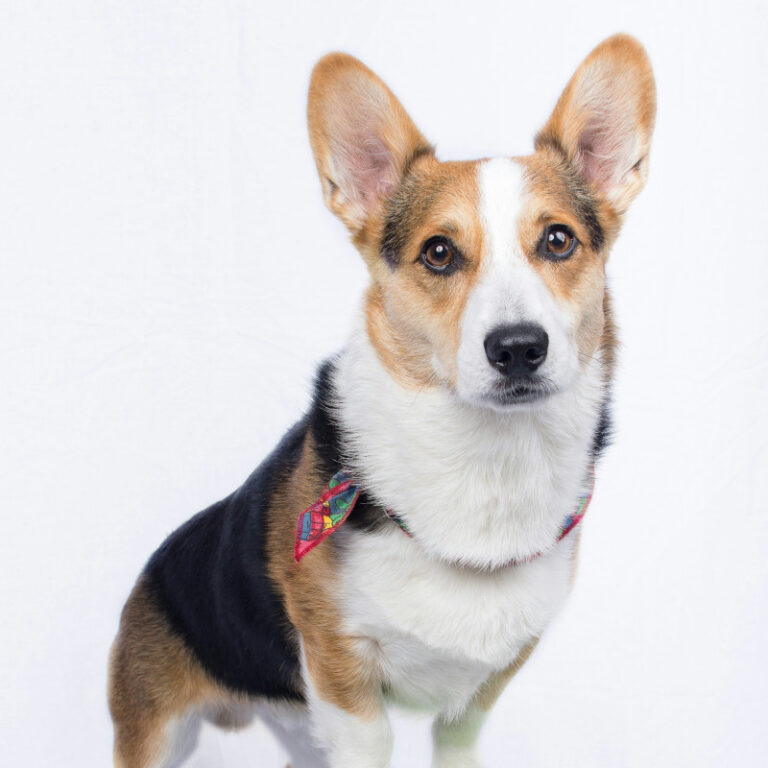 fur baby 768x768