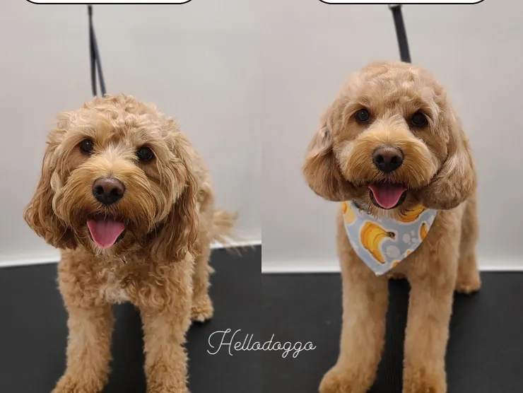 hello doggo