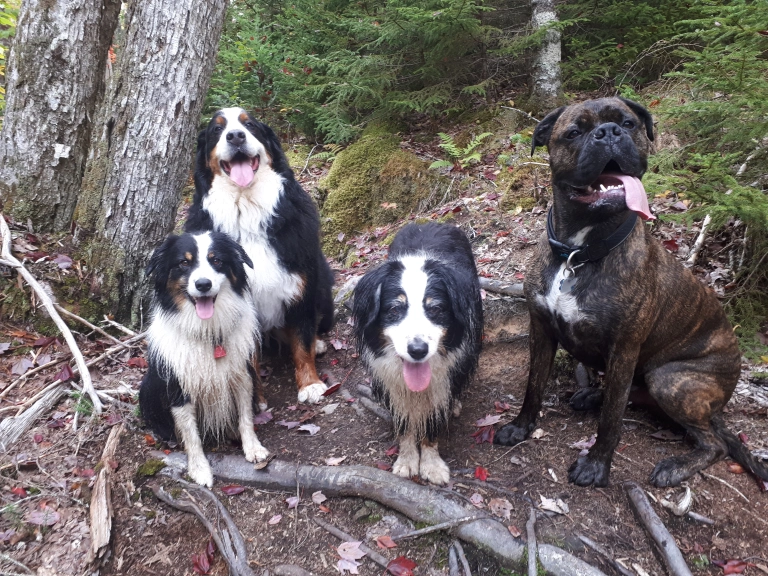 muddy paws