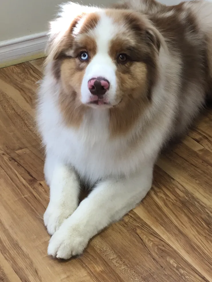 toilletage lolli paws