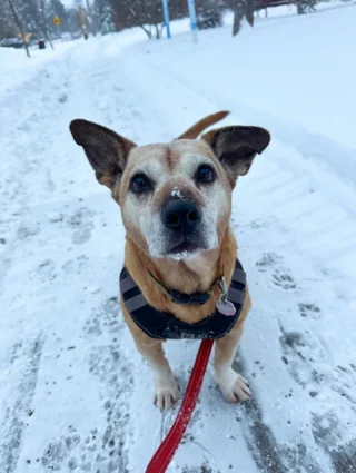 walks and wags