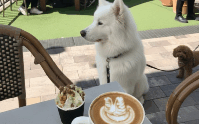 15 Dog-Friendly Cafes in Vancouver