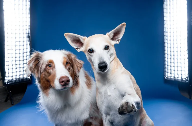 2dogs 768x506