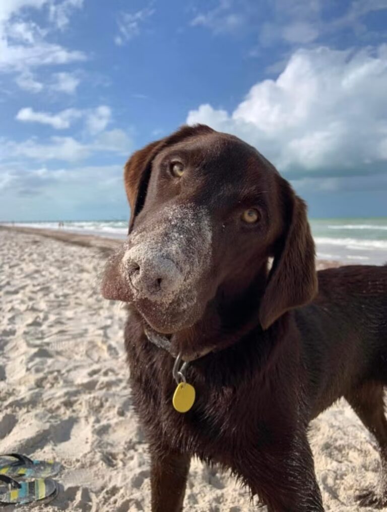 beach dogs 768x1016