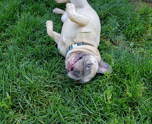 dogsworld