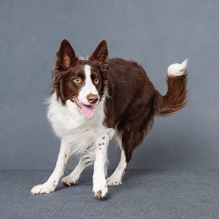fido 1 768x768