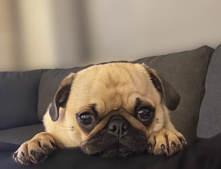 fido 768x589