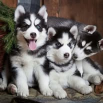 inu