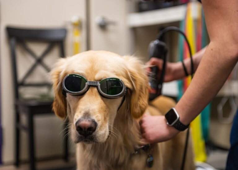 laserdog 768x549