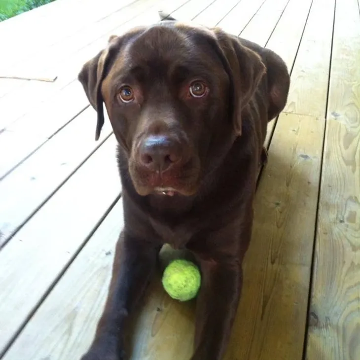 pawsathome