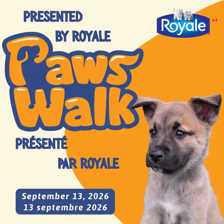 paws walk