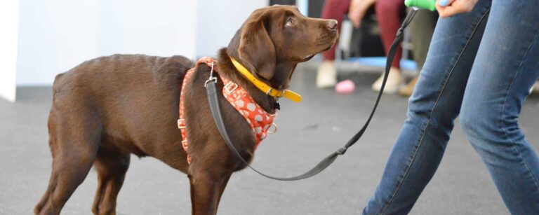 chocolate labrador retriever 1 768x307