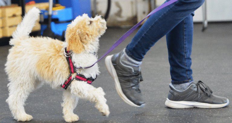 puppy leash walking training 1024x542 2 768x407